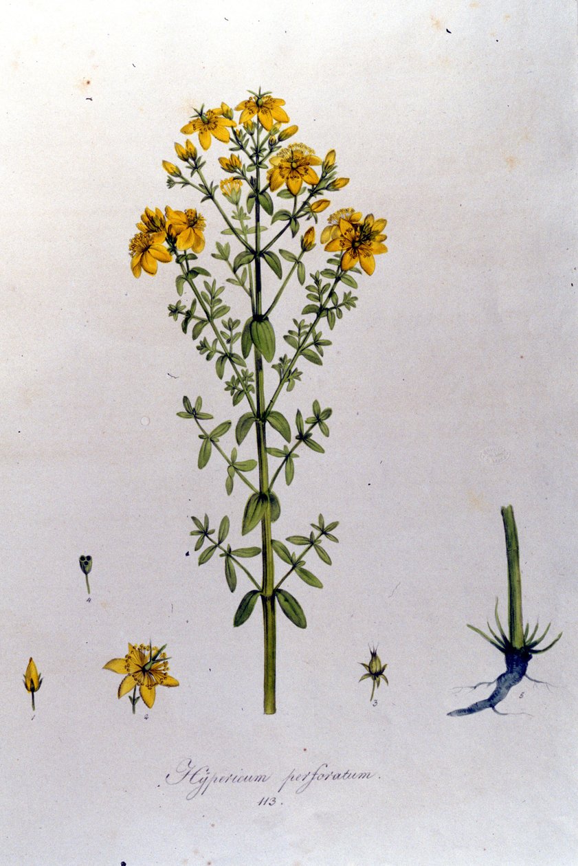 A hypericum vagy orbáncfű. F. De Paola De Schrank "Flora Monacensis" München 1816 alkotó: Franz Schrank