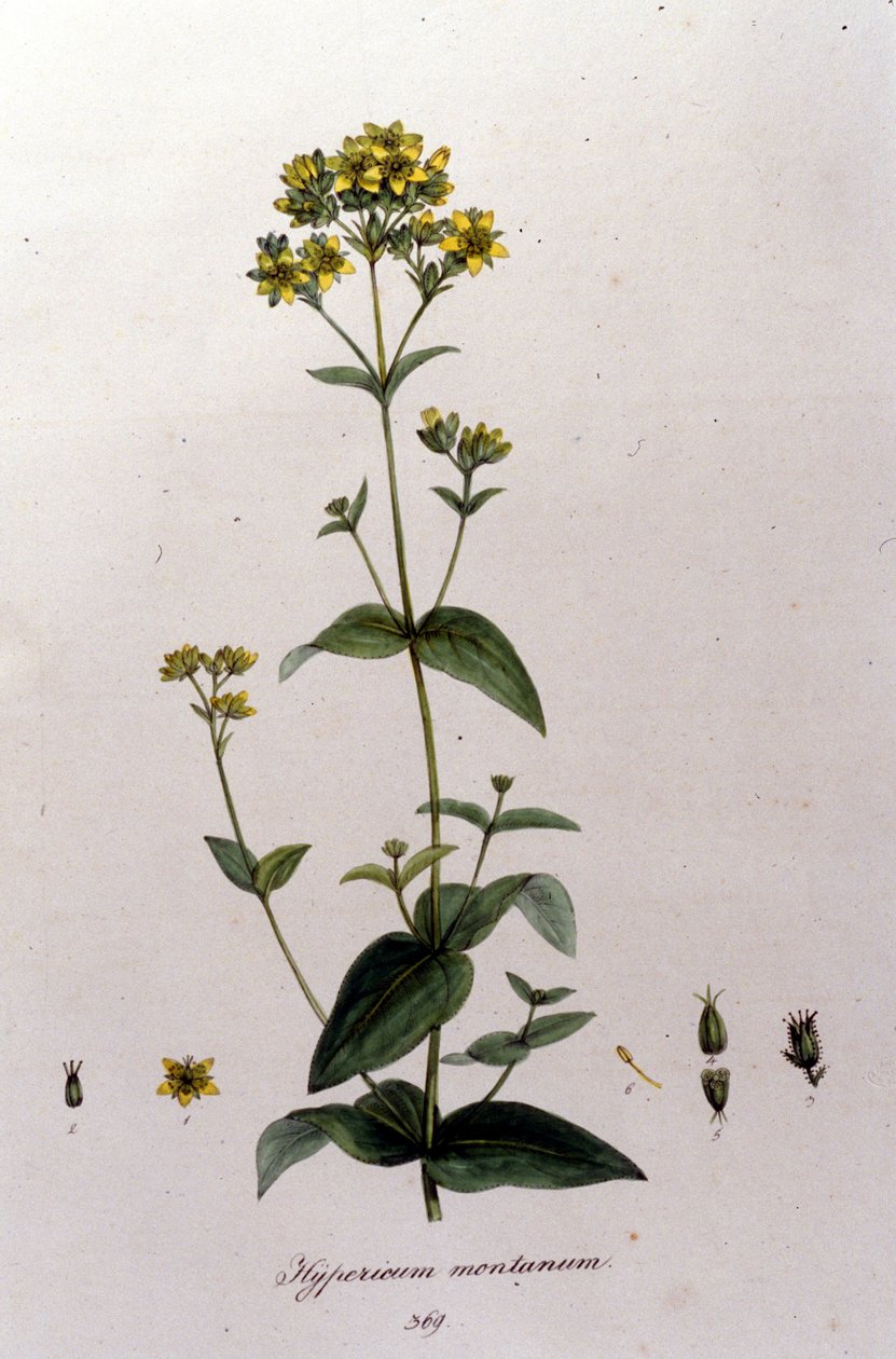 A hegyi hypericum vagy ezerfű (orbáncfű) F. De Paola De Schrank "Flora Monacensis" című művéből München 1816 alkotó: Franz Schrank