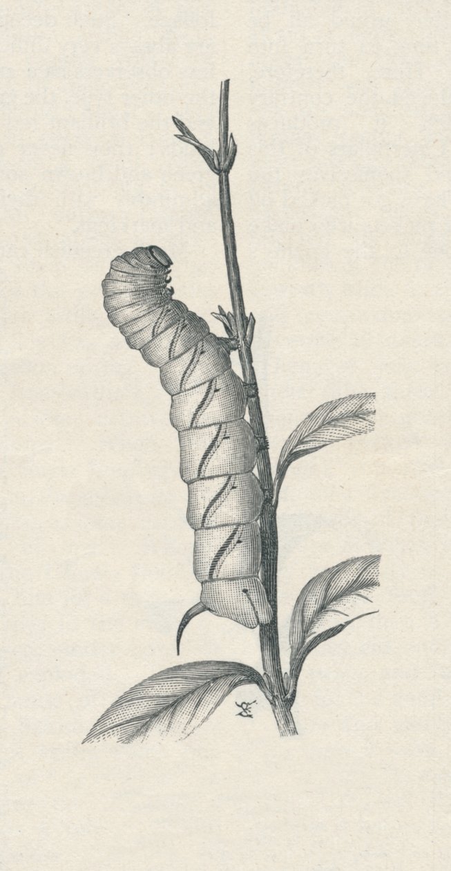 "Full-Grown Caterpillar of the Privet Hawk-Moth, hasonlóan megszállva", 1900, 1910 alkotó: Fred Enock