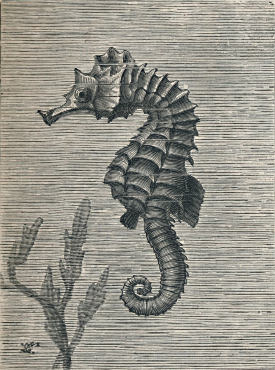 "A tengeri ló, leplezetlenül, nyugodtan úszva", 1900, 1910 alkotó: Fred Enock