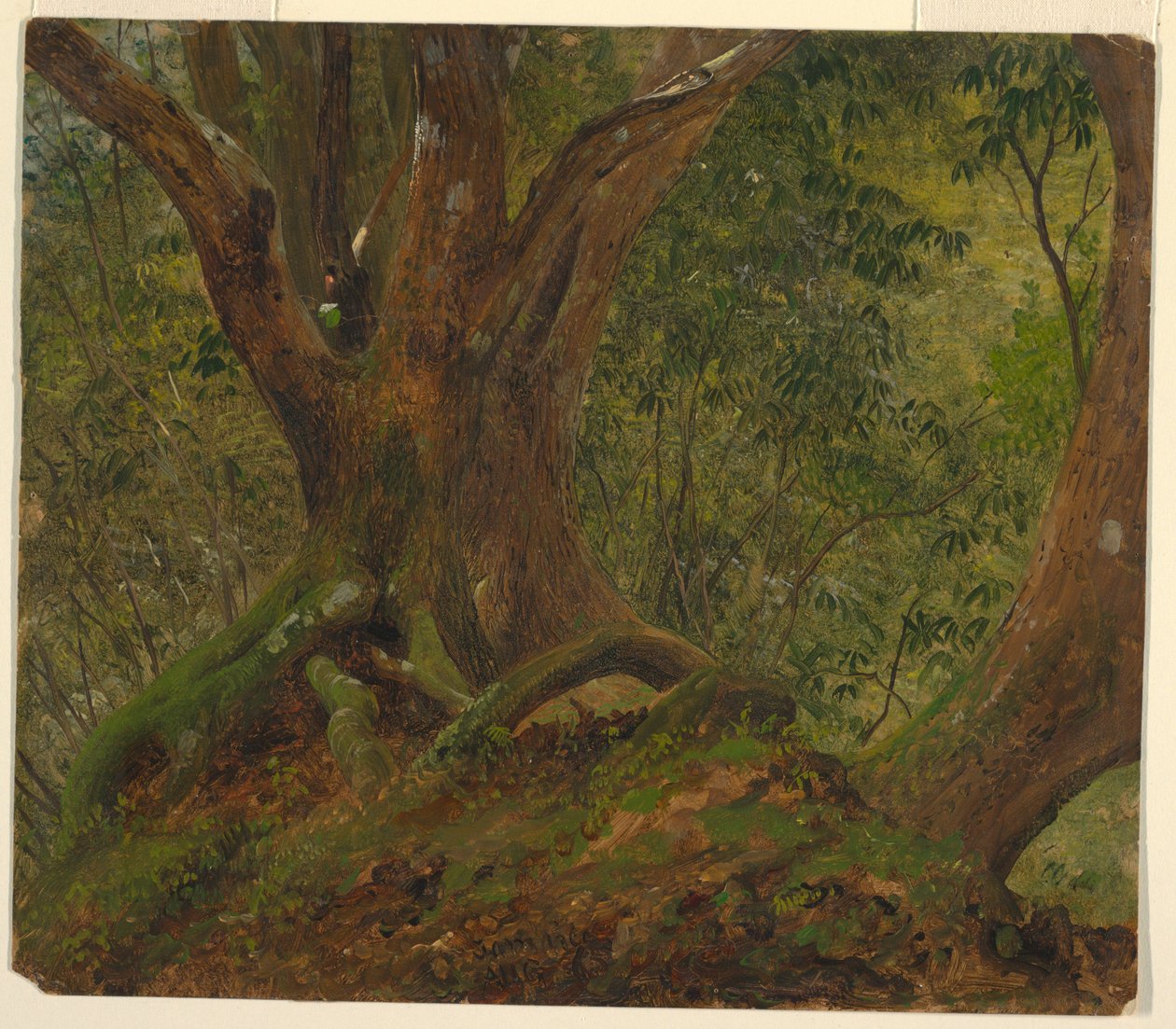 Az erdőben, Jamaica alkotó: Frederic Edwin Church