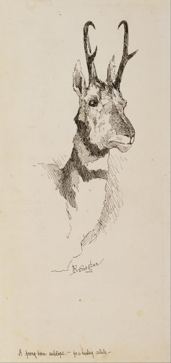 Pronghorn antilop alkotó: Frederic Remington