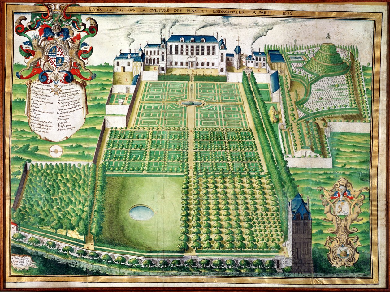 The Kings Medicinal Plant Garden, 1636 (metszet perselybe) alkotó: Frederic Scalberge