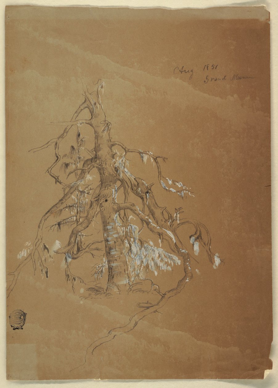 Egy göcsörtös örökzöld, Grand Manan, Kanada alkotó: Frederic Edwin Church