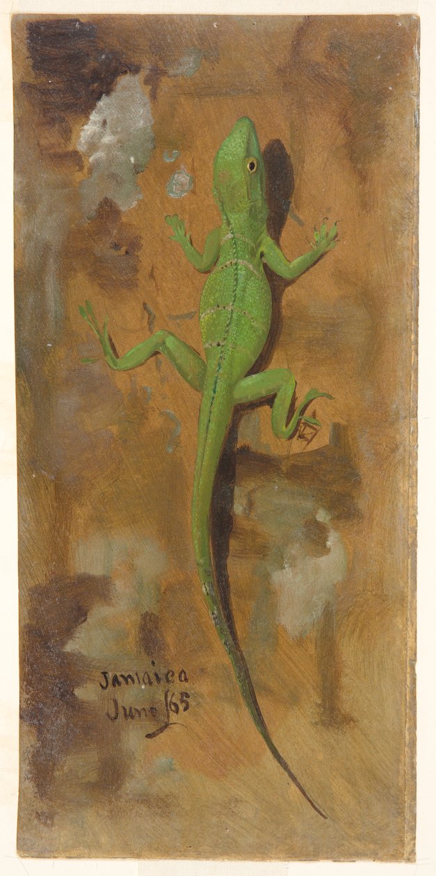 Egy gyík, Jamaica alkotó: Frederic Edwin Church