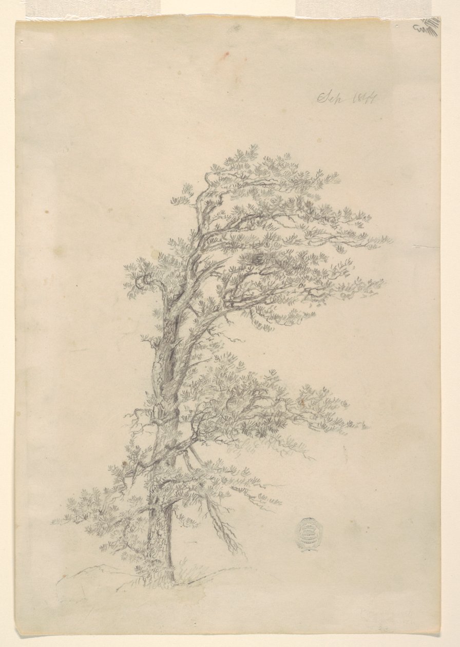 Egy szurokfenyő alkotó: Frederic Edwin Church