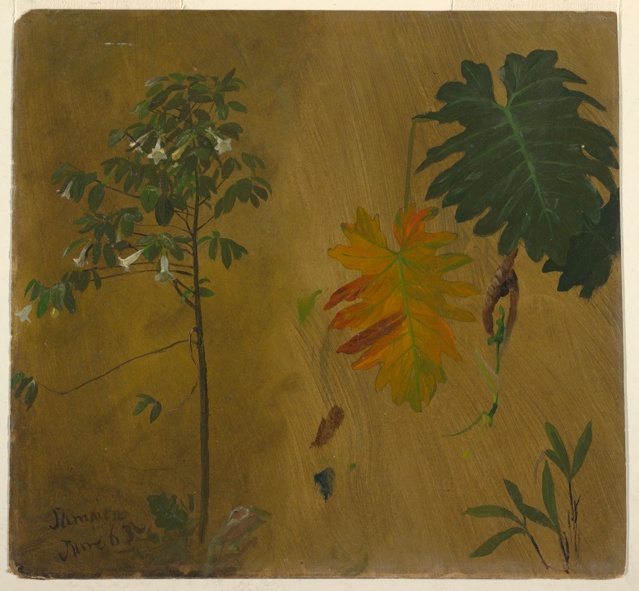 Botanikai Tanulmány, Jamaica alkotó: Frederic Edwin Church