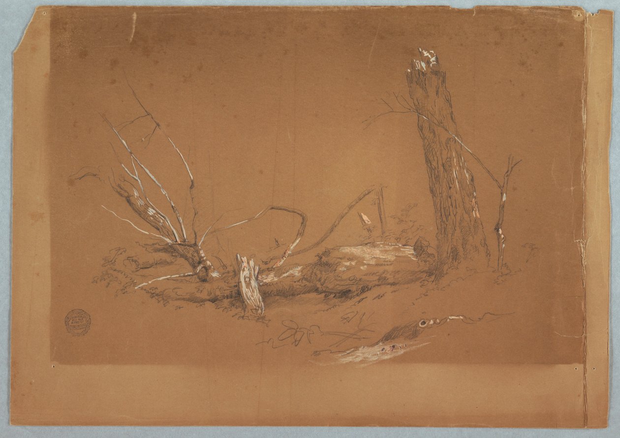 Rajz, Törött holtfa, 1855-65 alkotó: Frederic Edwin Church