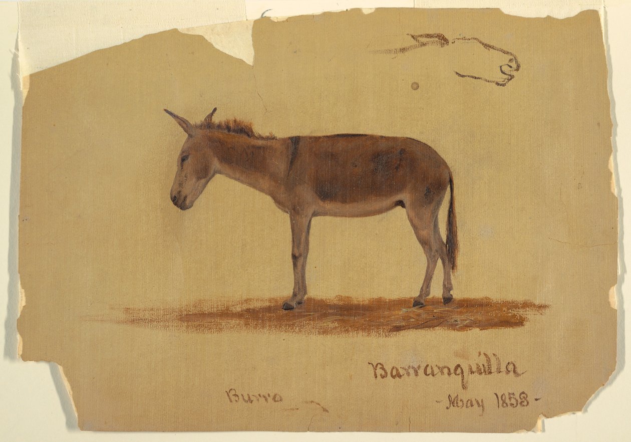 Rajz, Egy szamár, Baranquilla, Kolumbia, 1853. május alkotó: Frederic Edwin Church