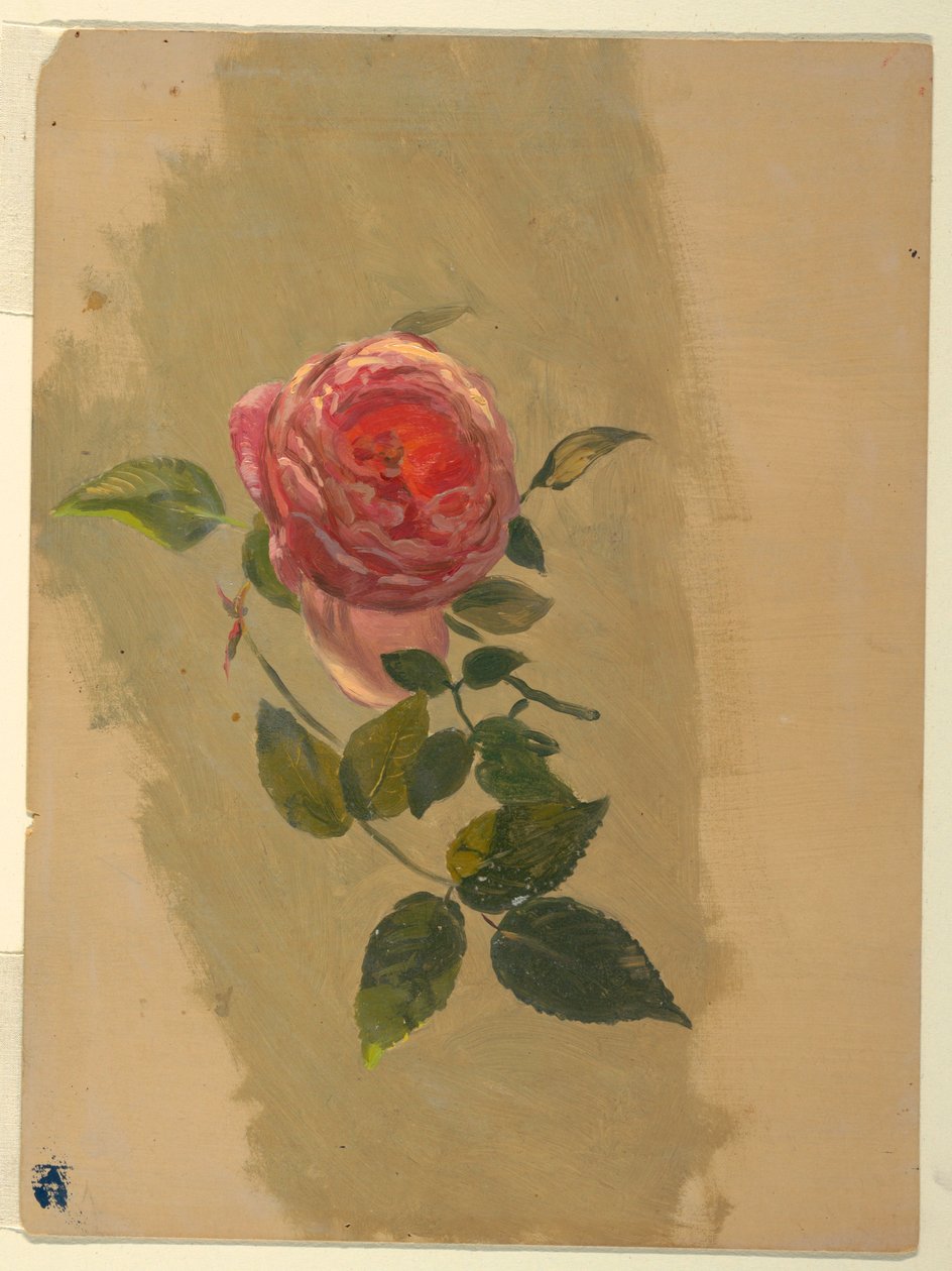Rajz, Rózsaág, 1860-70 alkotó: Frederic Edwin Church
