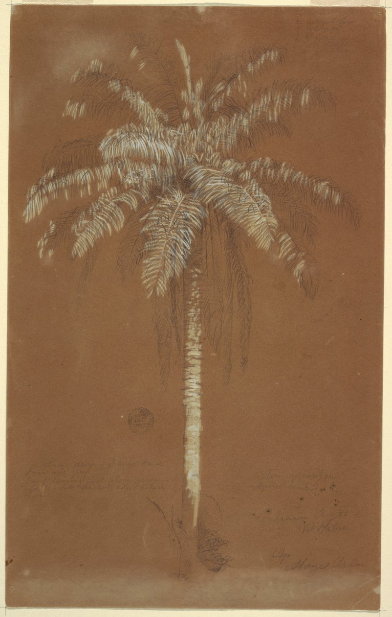 Rajz, Abaye pálma, Salus hegy, Jamaica, 1865. június alkotó: Frederic Edwin Church