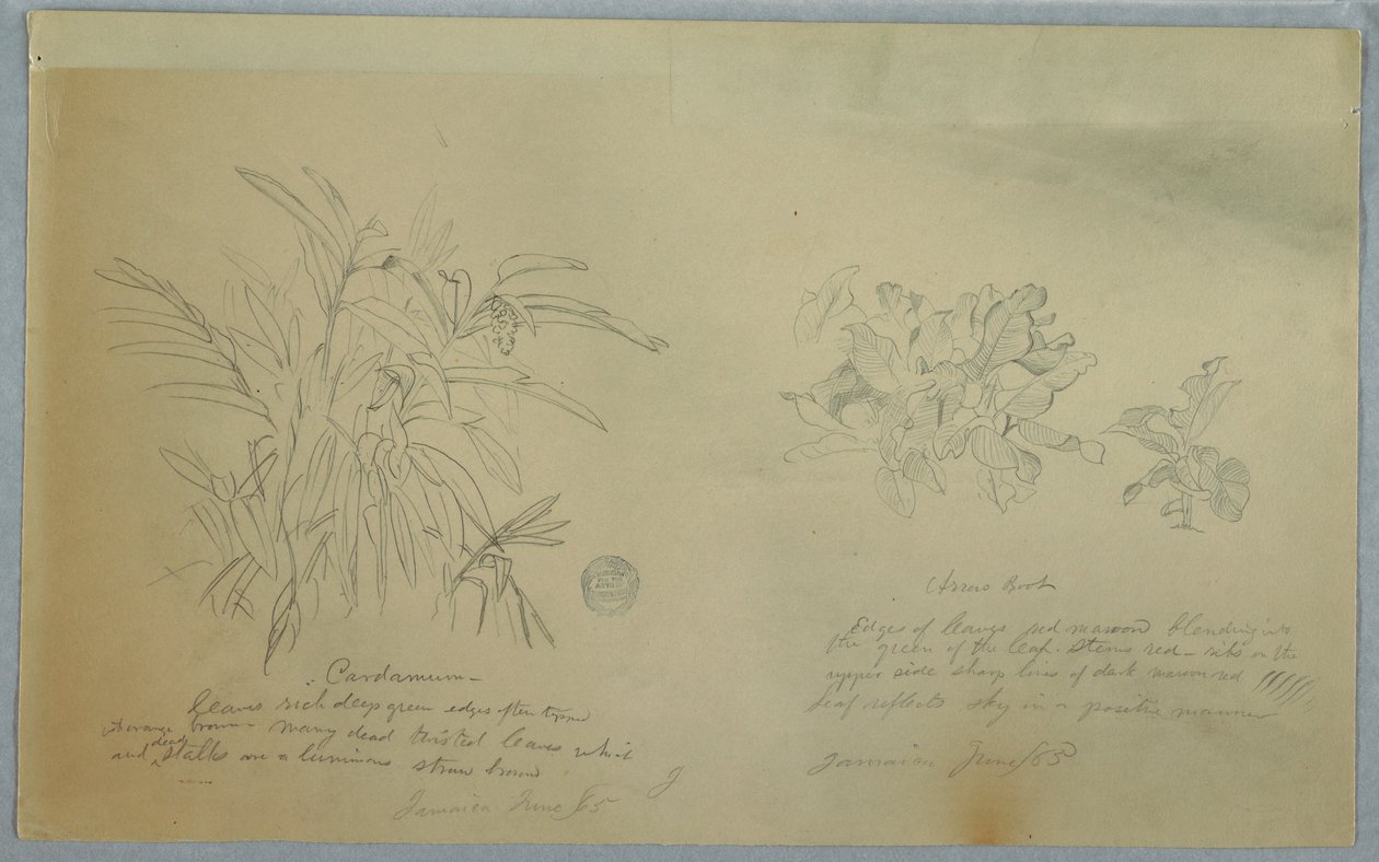 Rajz, Nyílgyökér és kardamum tanulmányok, Jamaica, 1865. június alkotó: Frederic Edwin Church