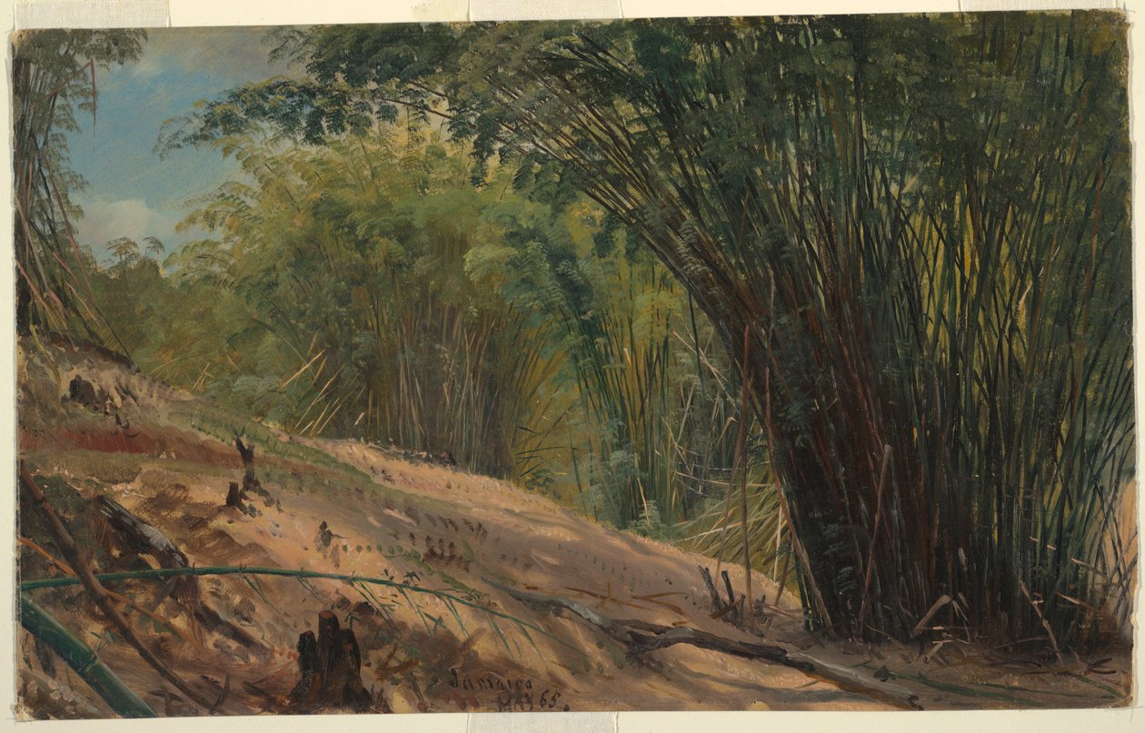 Rajz, Bambuszliget, Jamaica, 1865 alkotó: Frederic Edwin Church