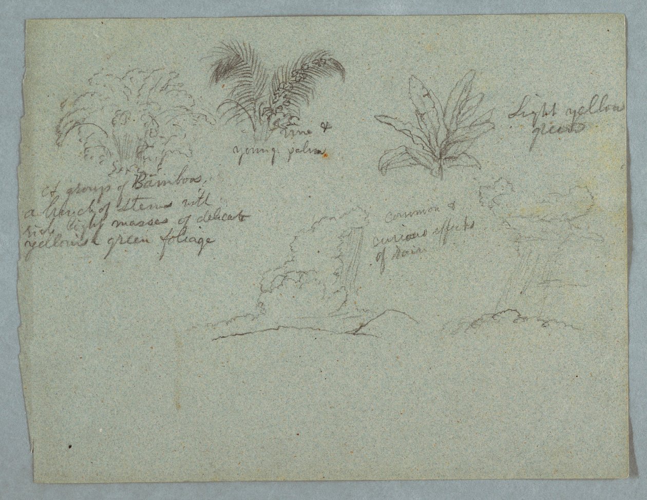 Rajz, bambuszok, szőlő és egy fiatal pálma, növény, és két jelenet a felhőkből hulló esővel a hegygerincek fölött, Rio Magdalena, Kolumbia, 1853, valószínűleg május alkotó: Frederic Edwin Church
