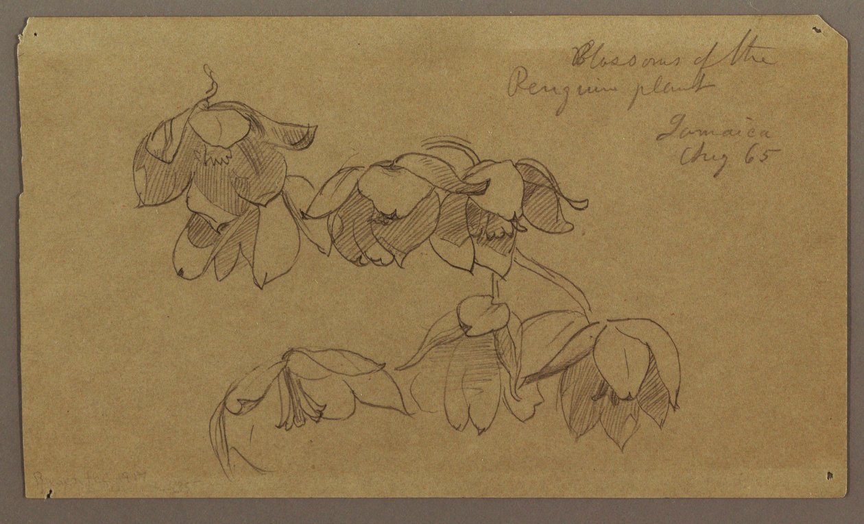 Rajz, A Pingvin-hegy virágai, 1865. augusztus alkotó: Frederic Edwin Church