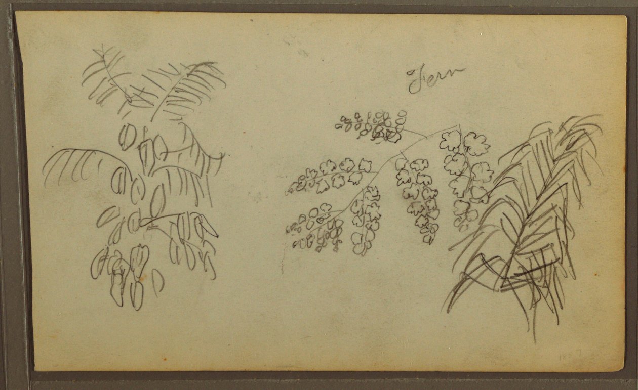 Rajz, Botanikai vázlatok, 1857 alkotó: Frederic Edwin Church