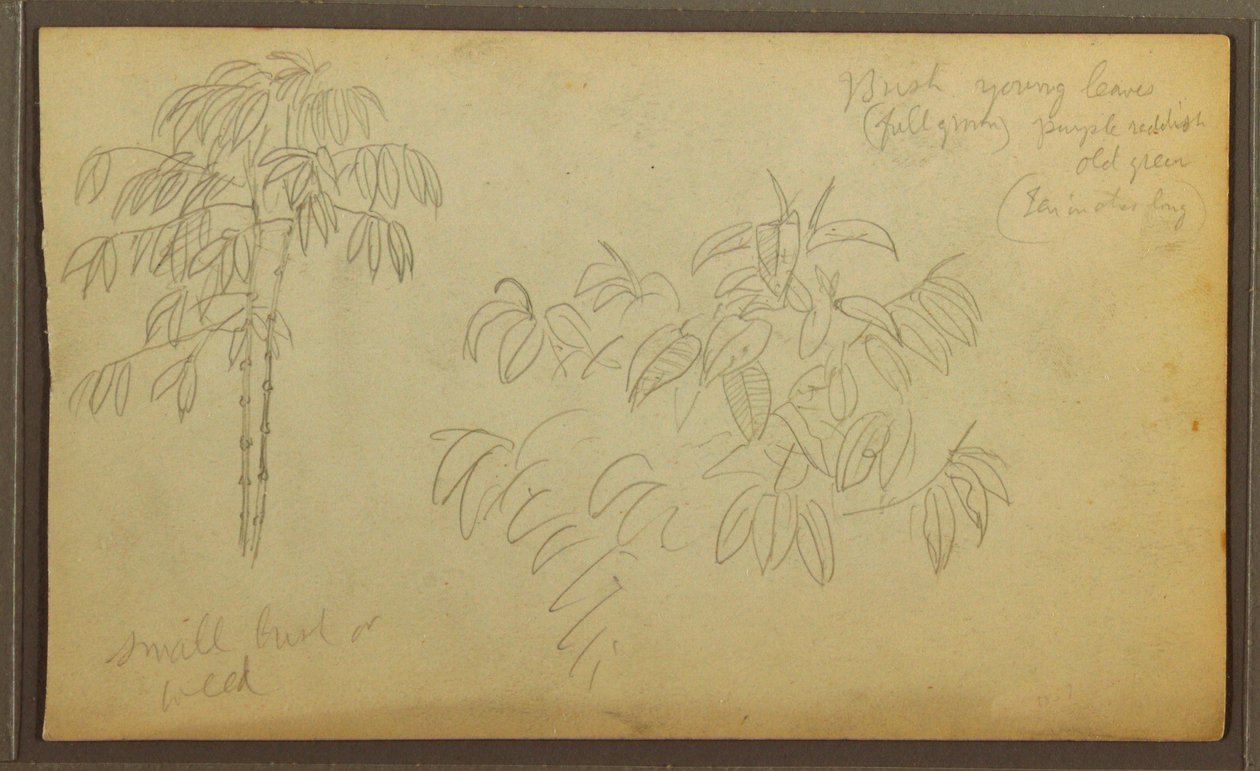 Rajz, Botanikai vázlatok, 1857 alkotó: Frederic Edwin Church