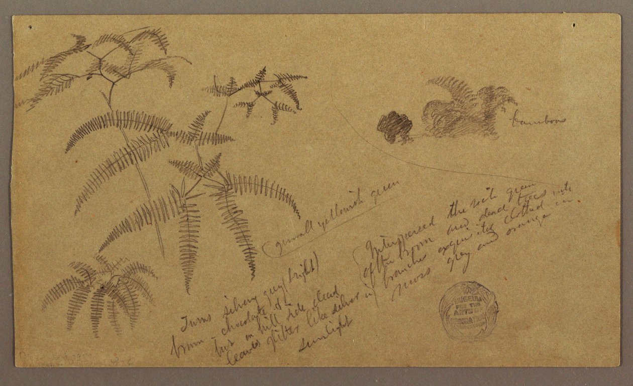 Rajz, botanikai vázlatok, 1865. május-augusztus alkotó: Frederic Edwin Church