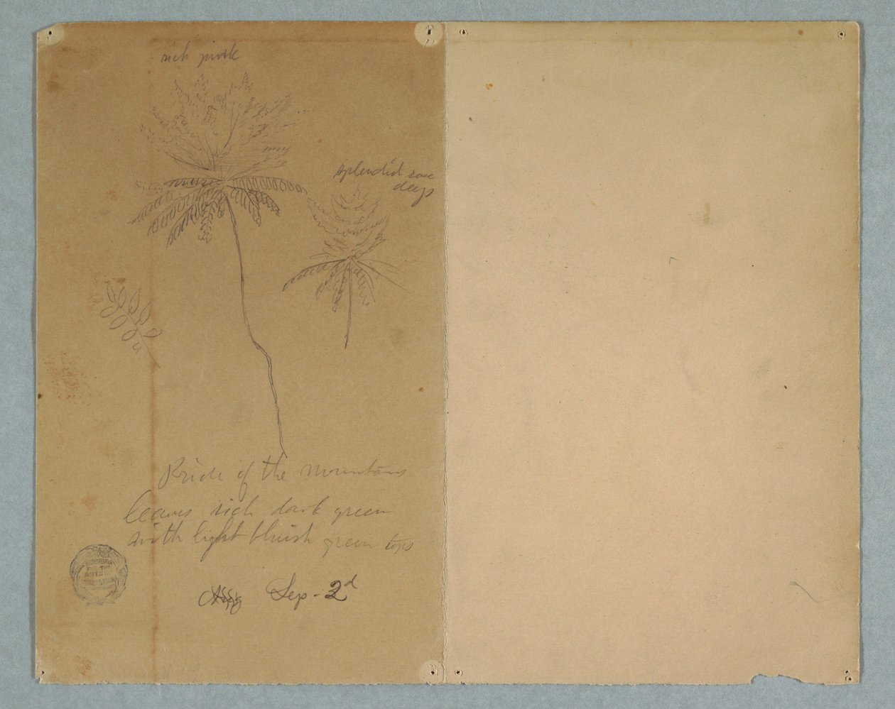 Rajz, Botanikai vázlatok: egy ág, egy fa és egy fa teteje, Dél-Amerika, 1853. szeptember 2. alkotó: Frederic Edwin Church