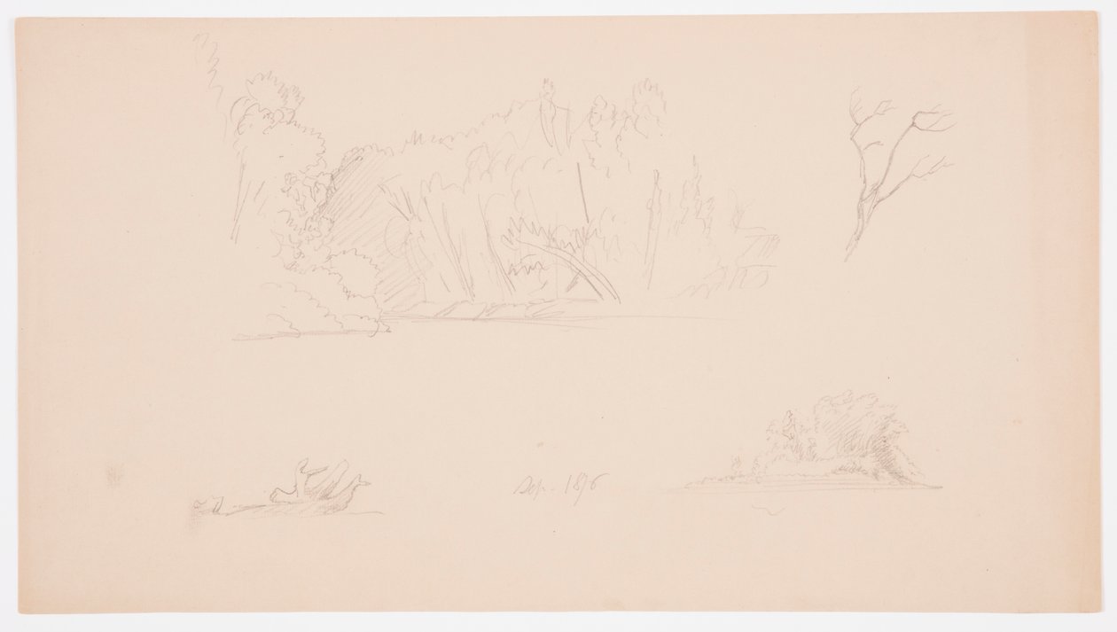 Rajz, Botanikai vázlatok: fa, fák a parton, 1876. szeptember alkotó: Frederic Edwin Church
