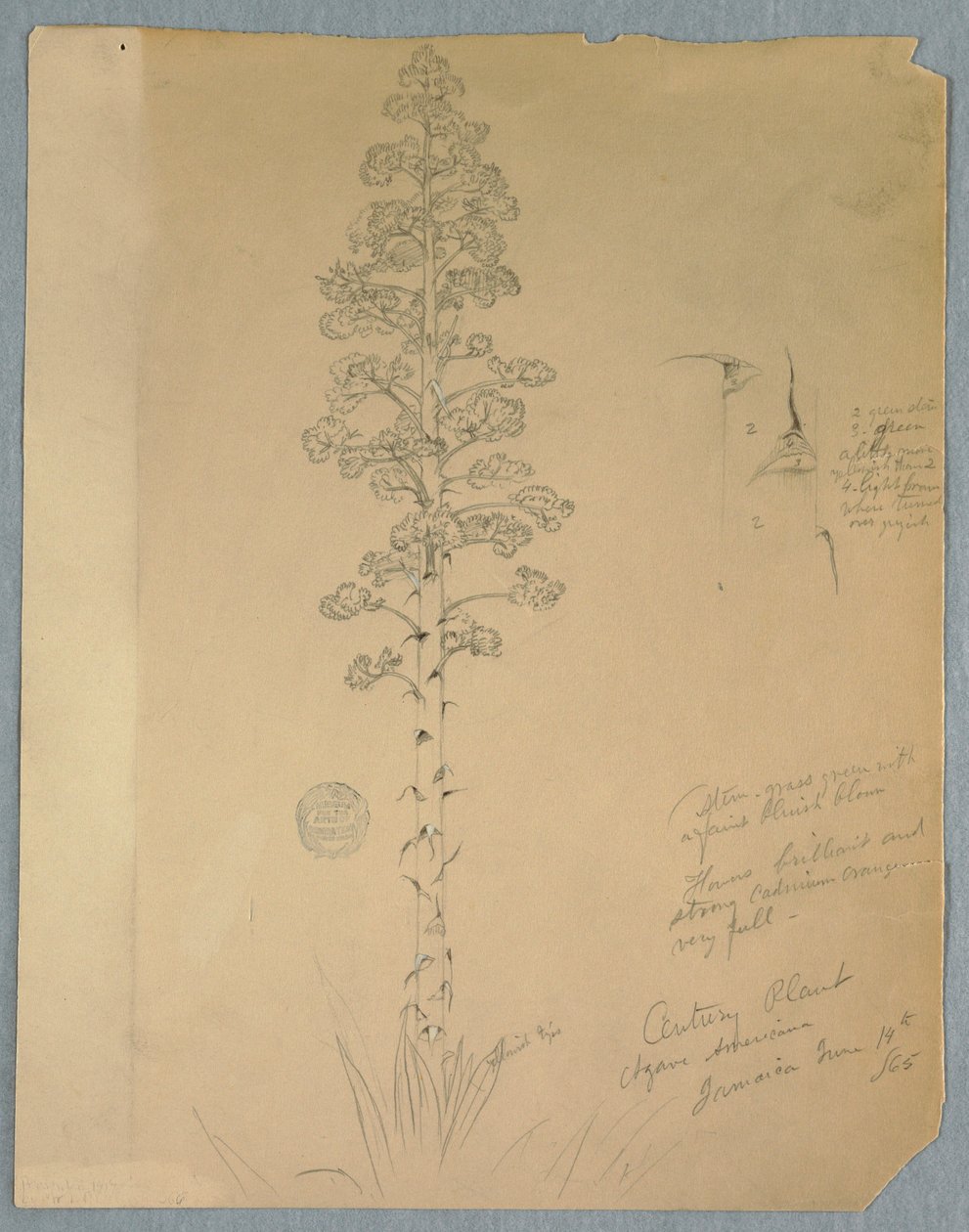 Rajz, Century Plant, Agave Americana, Jamaica, 1865. június 14. alkotó: Frederic Edwin Church