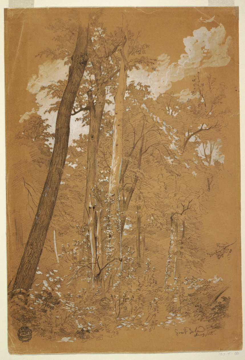 Rajz, Gesztenyefák a Goat Islanden, Niagara River, New York, 1858. augusztus alkotó: Frederic Edwin Church
