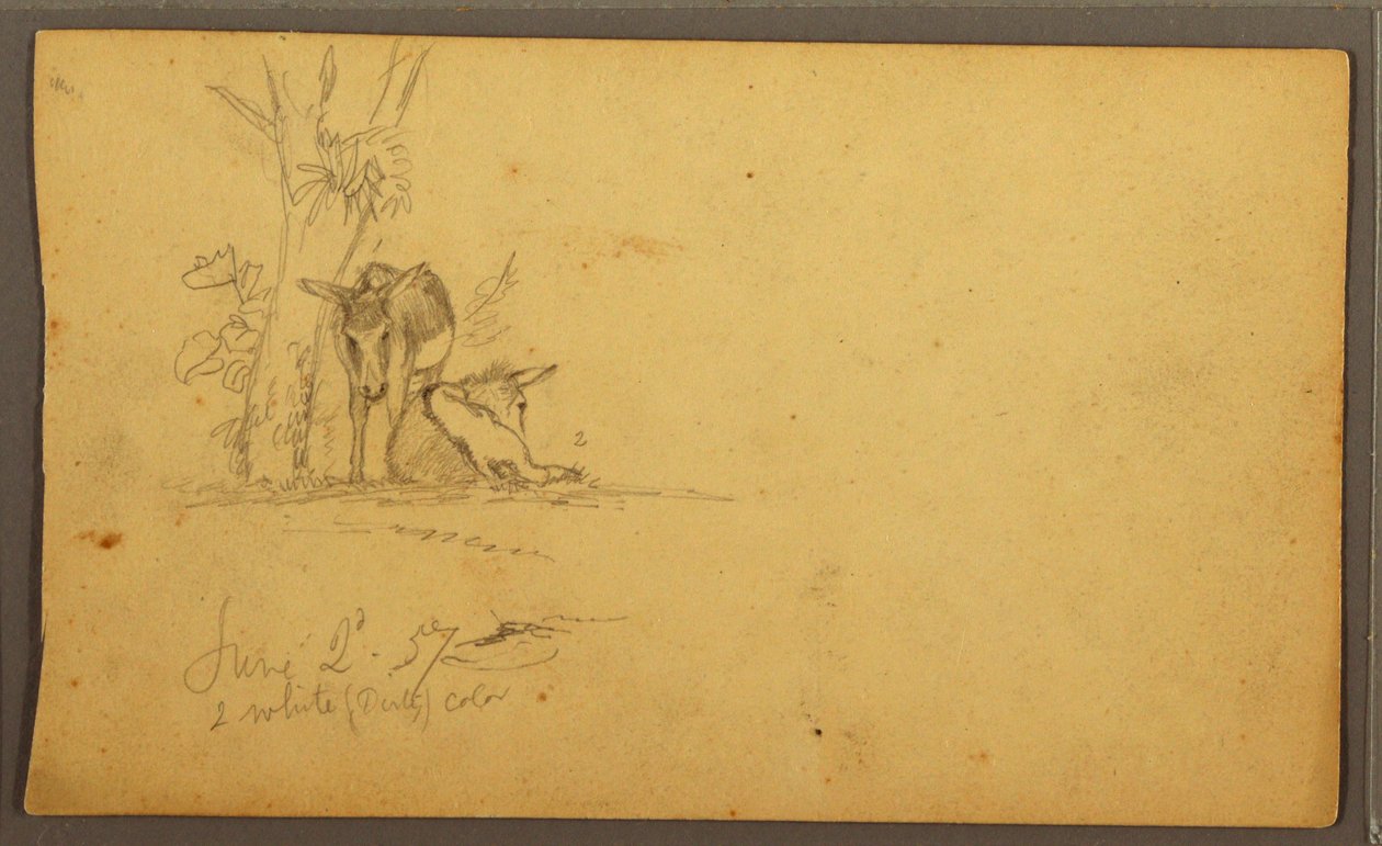 Rajz, szamarak, 1857. június 2. alkotó: Frederic Edwin Church
