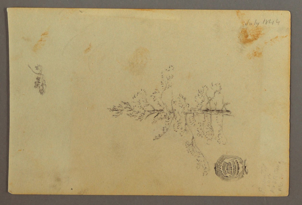 Rajz, Örökzöld fa, 1844 alkotó: Frederic Edwin Church