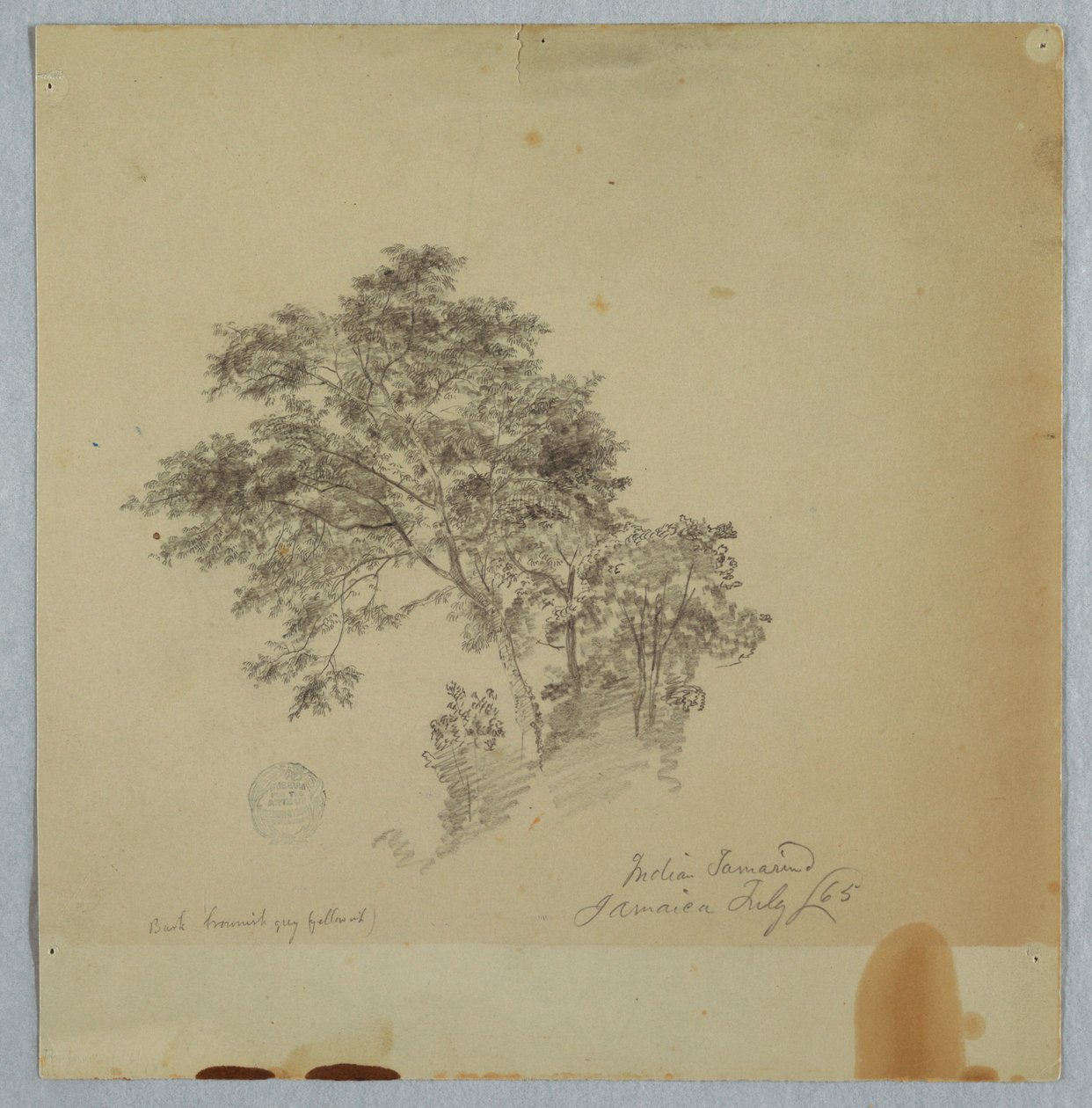 Rajz, Indiai tamarind fák, Jamaica, 1865 július alkotó: Frederic Edwin Church