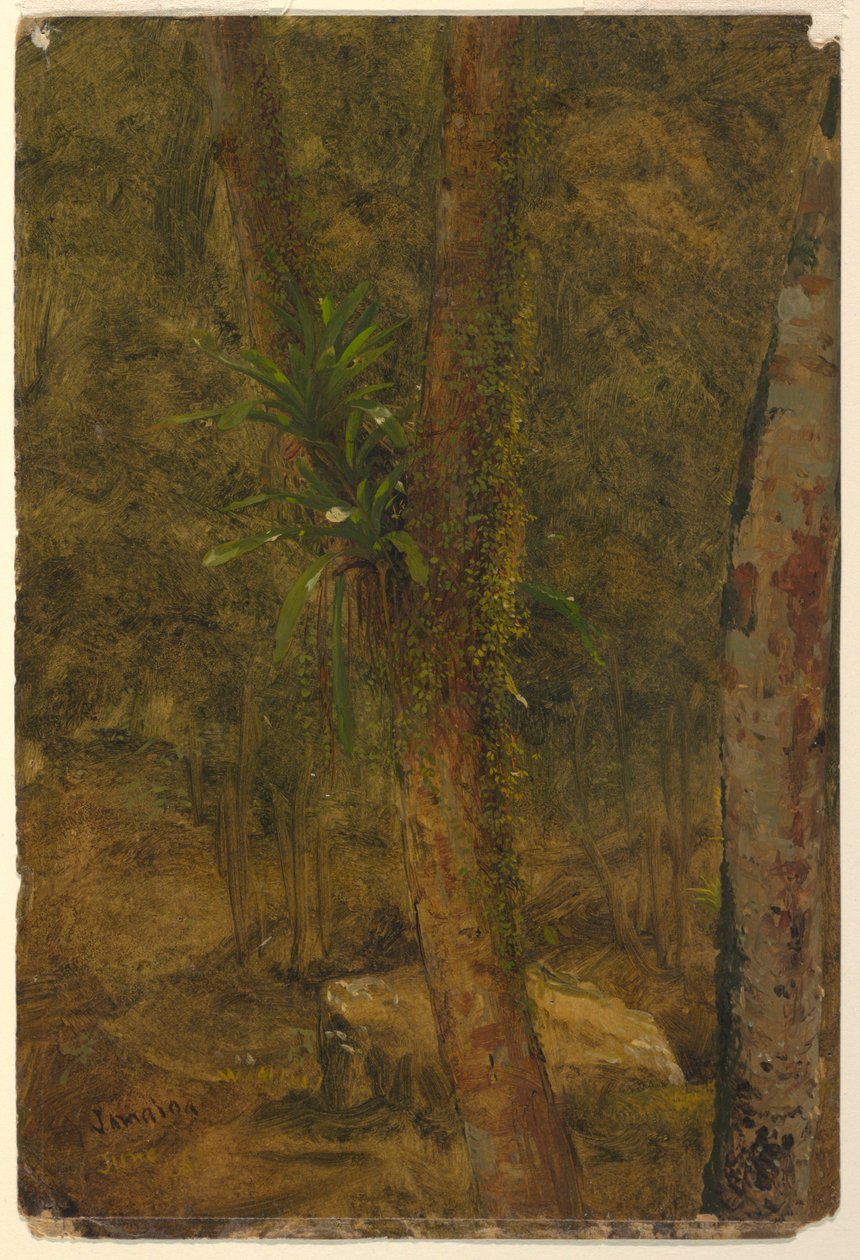 Rajz, Dzsungeljelenet, 1865. június alkotó: Frederic Edwin Church