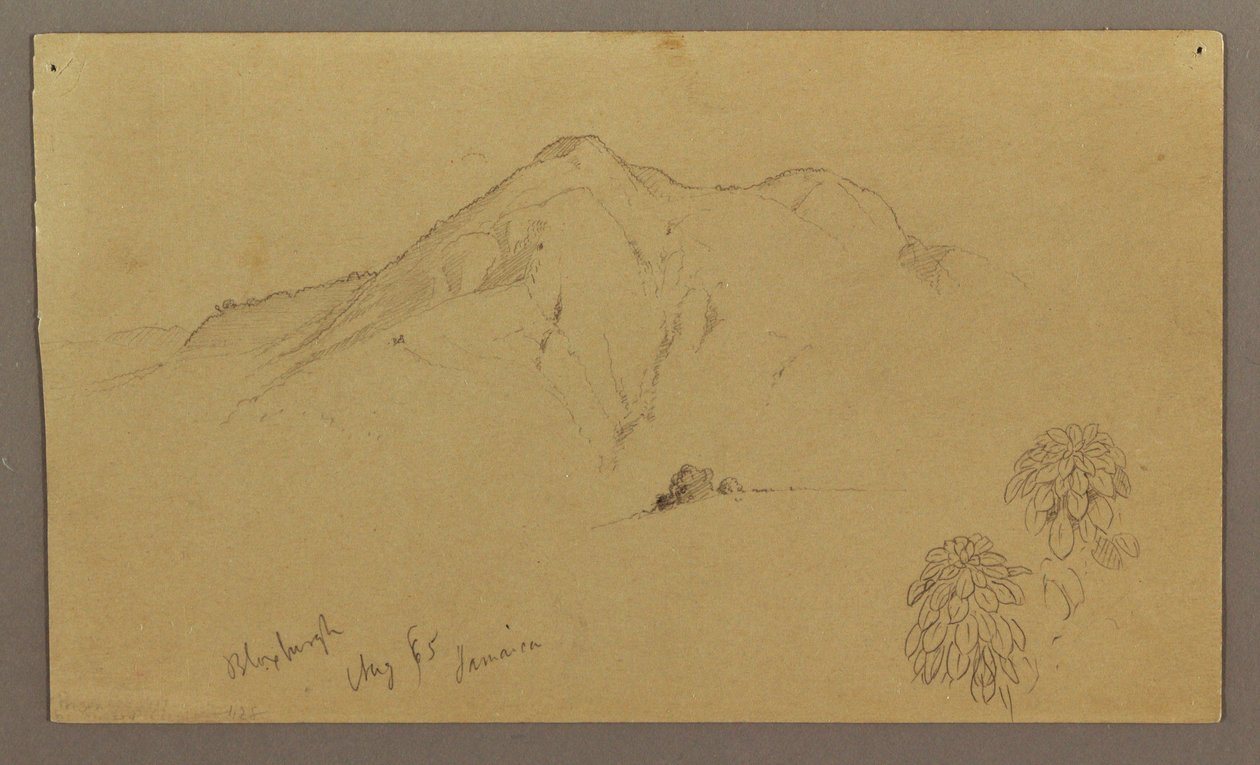 Rajz, Tájkép, növények, Bloxburgh, 1865 augusztus alkotó: Frederic Edwin Church