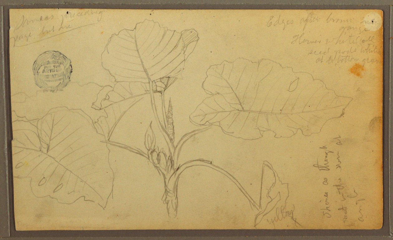 Rajz, levelek, 1857 alkotó: Frederic Edwin Church