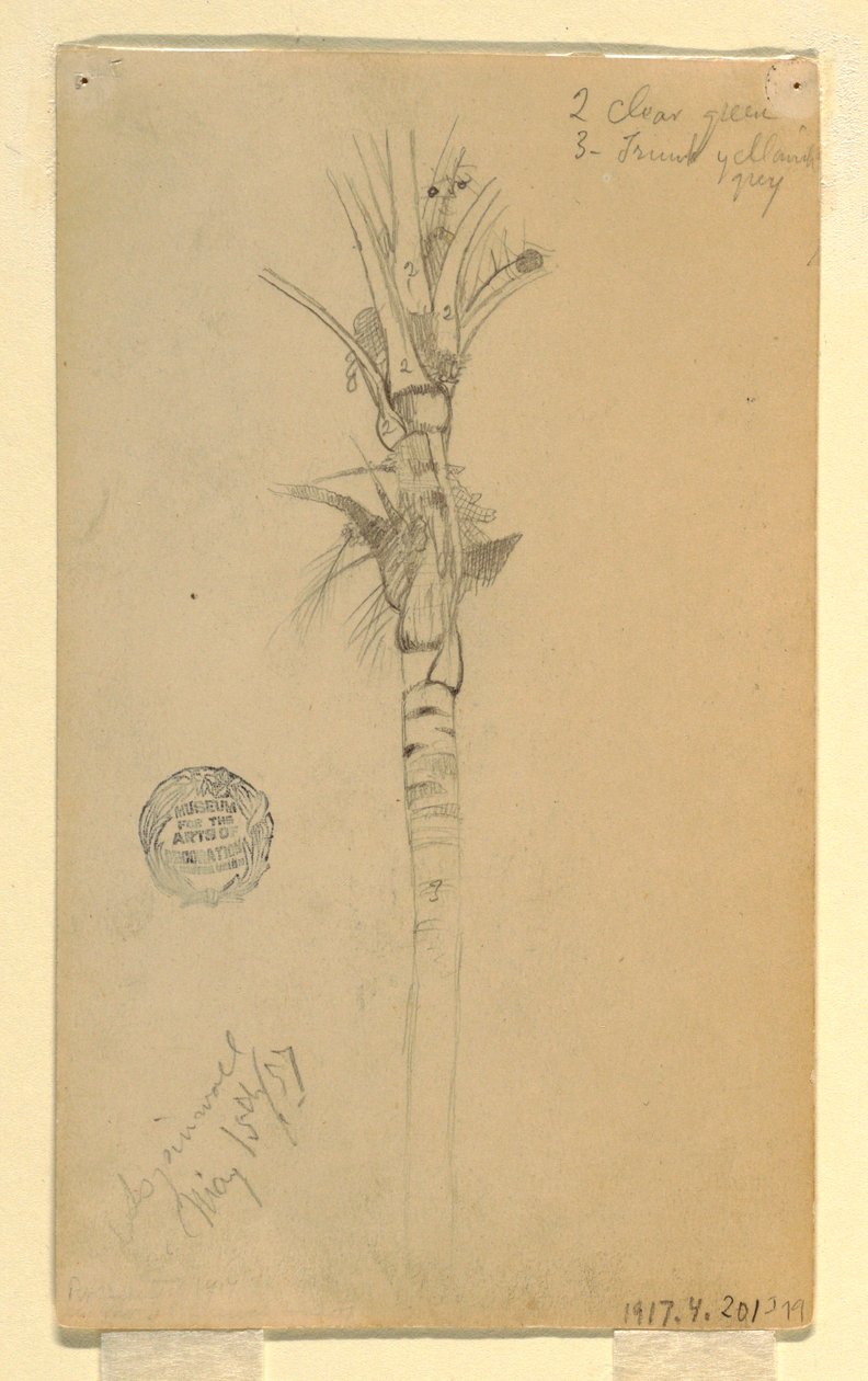 Rajz, Pálmafa levelei és törzse, Aspinwall, Panama, 1857. május 15. alkotó: Frederic Edwin Church