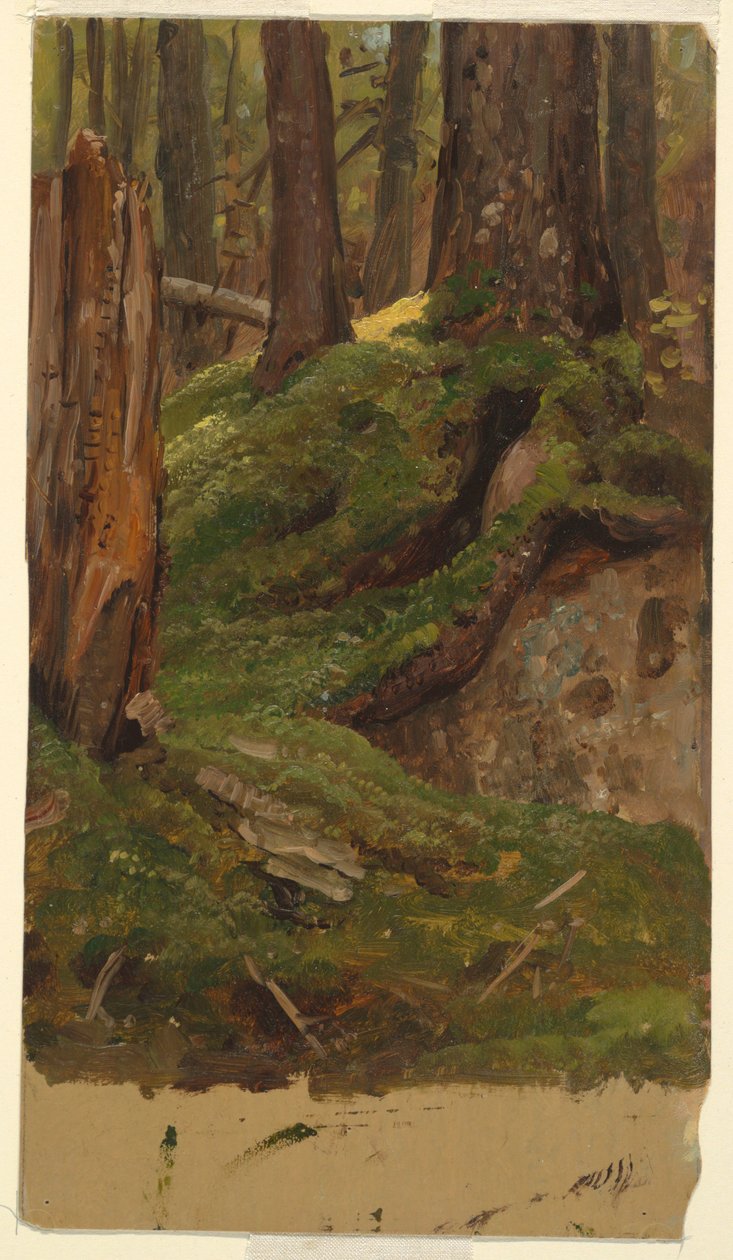 Rajz, Maine  erdő, 1855-65 alkotó: Frederic Edwin Church