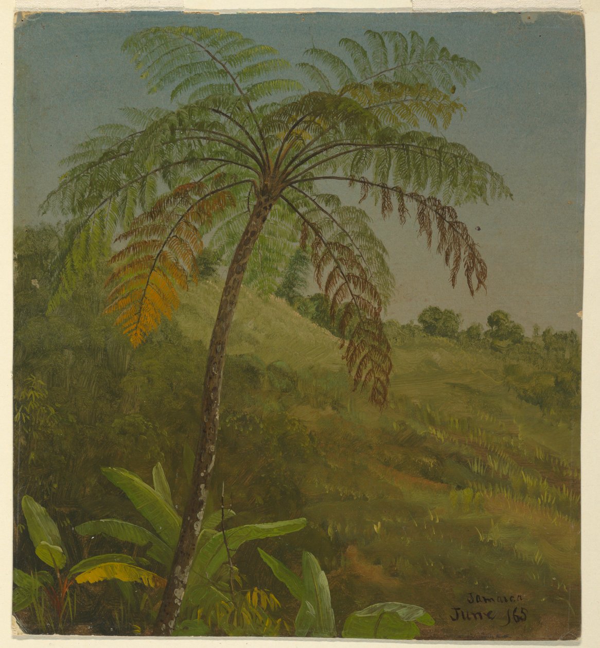 Rajz, Pálmafa, Jamaica, 1865. június alkotó: Frederic Edwin Church