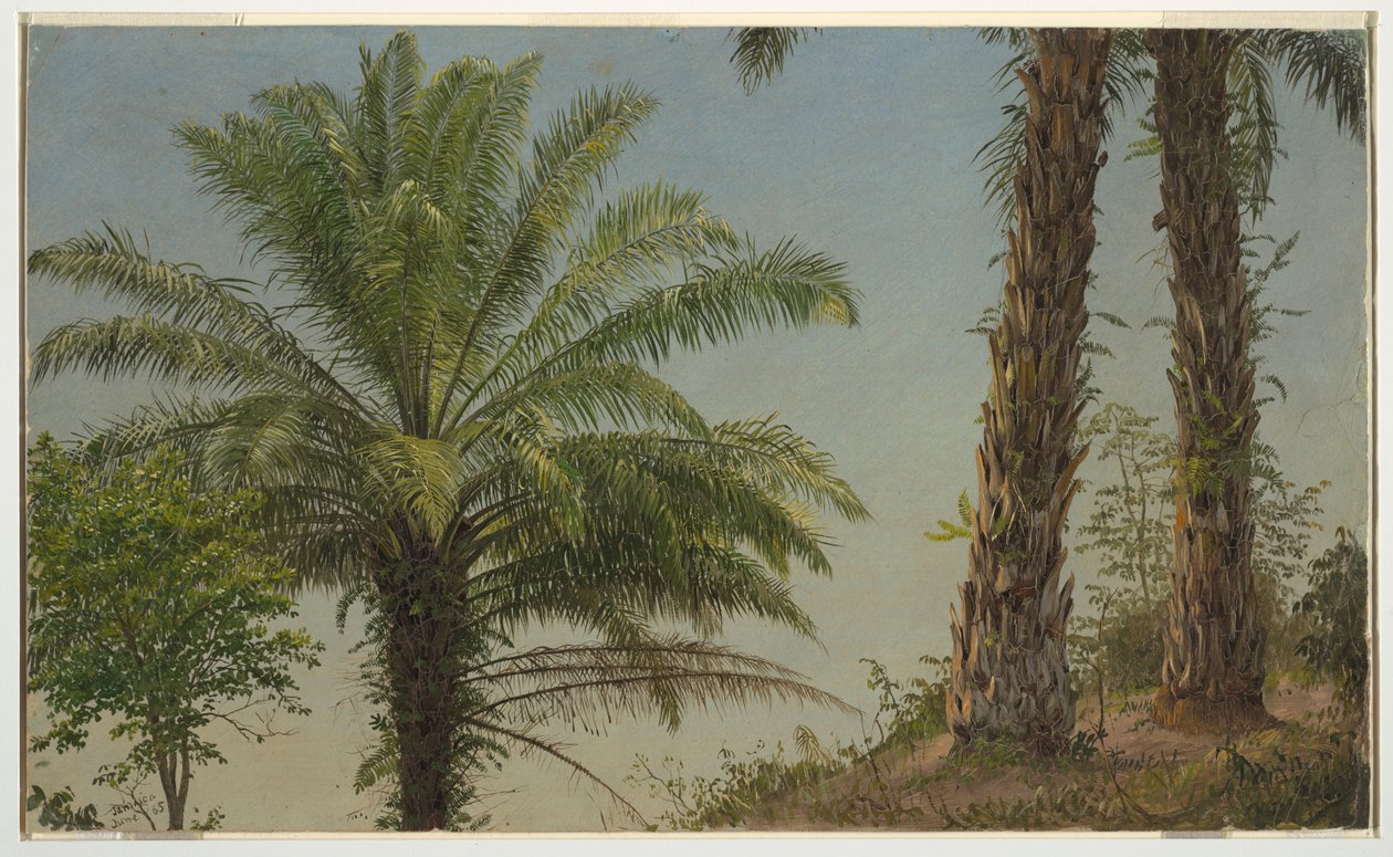 Rajz, Pálmafák, Jamaica, 1865. június alkotó: Frederic Edwin Church