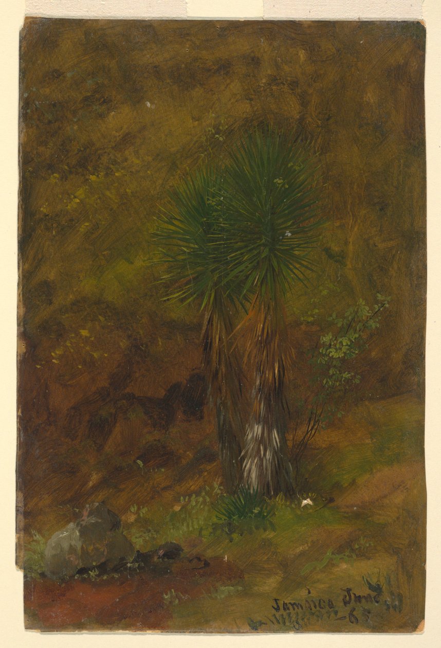 Rajz, Pálmafák, 1865. július alkotó: Frederic Edwin Church