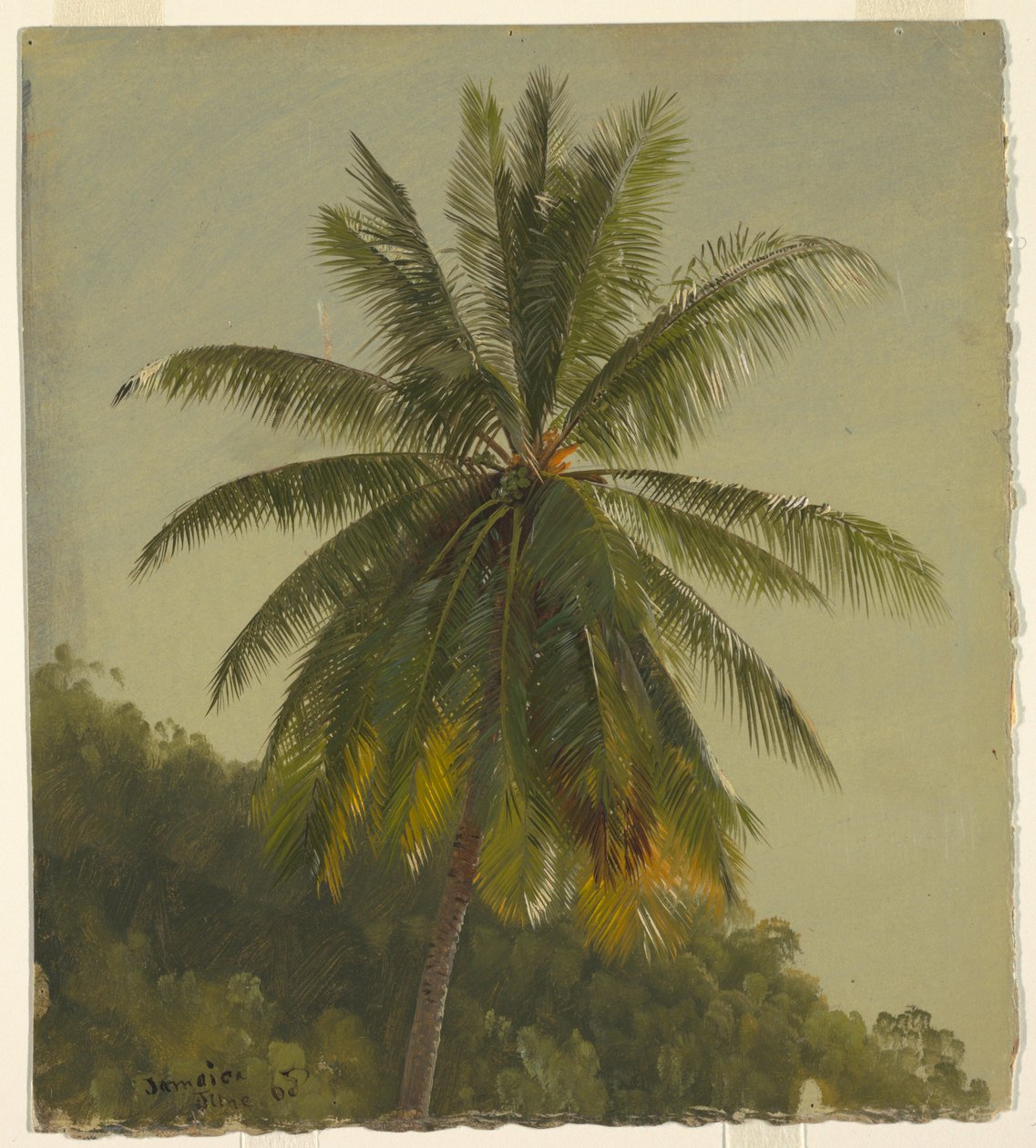 Rajz, Pálmafák, Nyugat-India, 1865 június, 1865 alkotó: Frederic Edwin Church