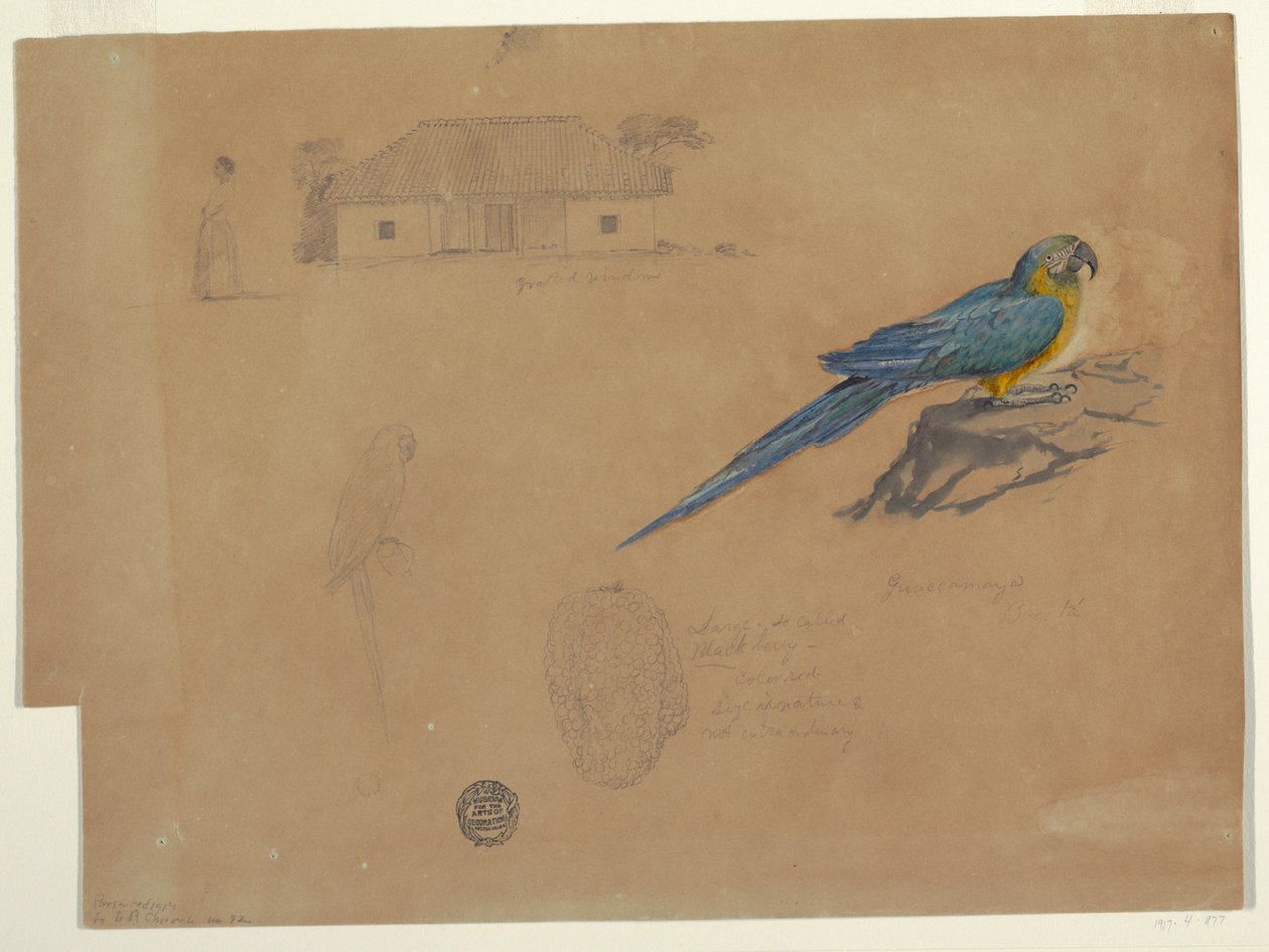 Rajz, Tanulmányok Guaccamayából, Bogotá, Kolumbia, 1853. június-július alkotó: Frederic Edwin Church