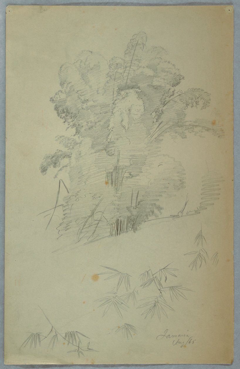 Rajz, Fák és ágak tanulmányai, Jamaica, 1865. augusztus alkotó: Frederic Edwin Church