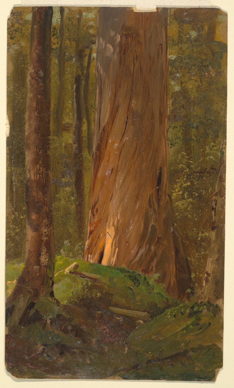 Rajz, Tanulmány a maine-i erdőben, 1855-65 alkotó: Frederic Edwin Church