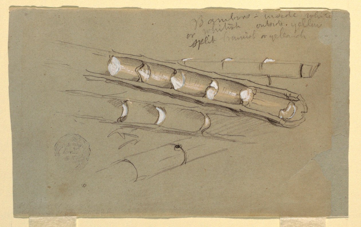 Rajz, Bambusztanulmány, 1857. június alkotó: Frederic Edwin Church