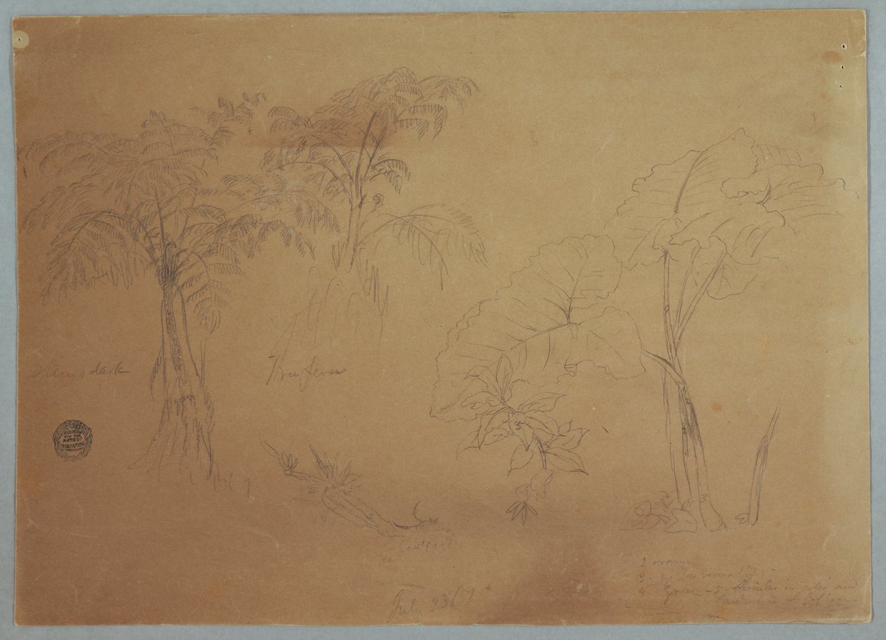 Rajz, Két fa és három növény tanulmánya, Jorje közelében, Ecuador, 1857. július 23. alkotó: Frederic Edwin Church