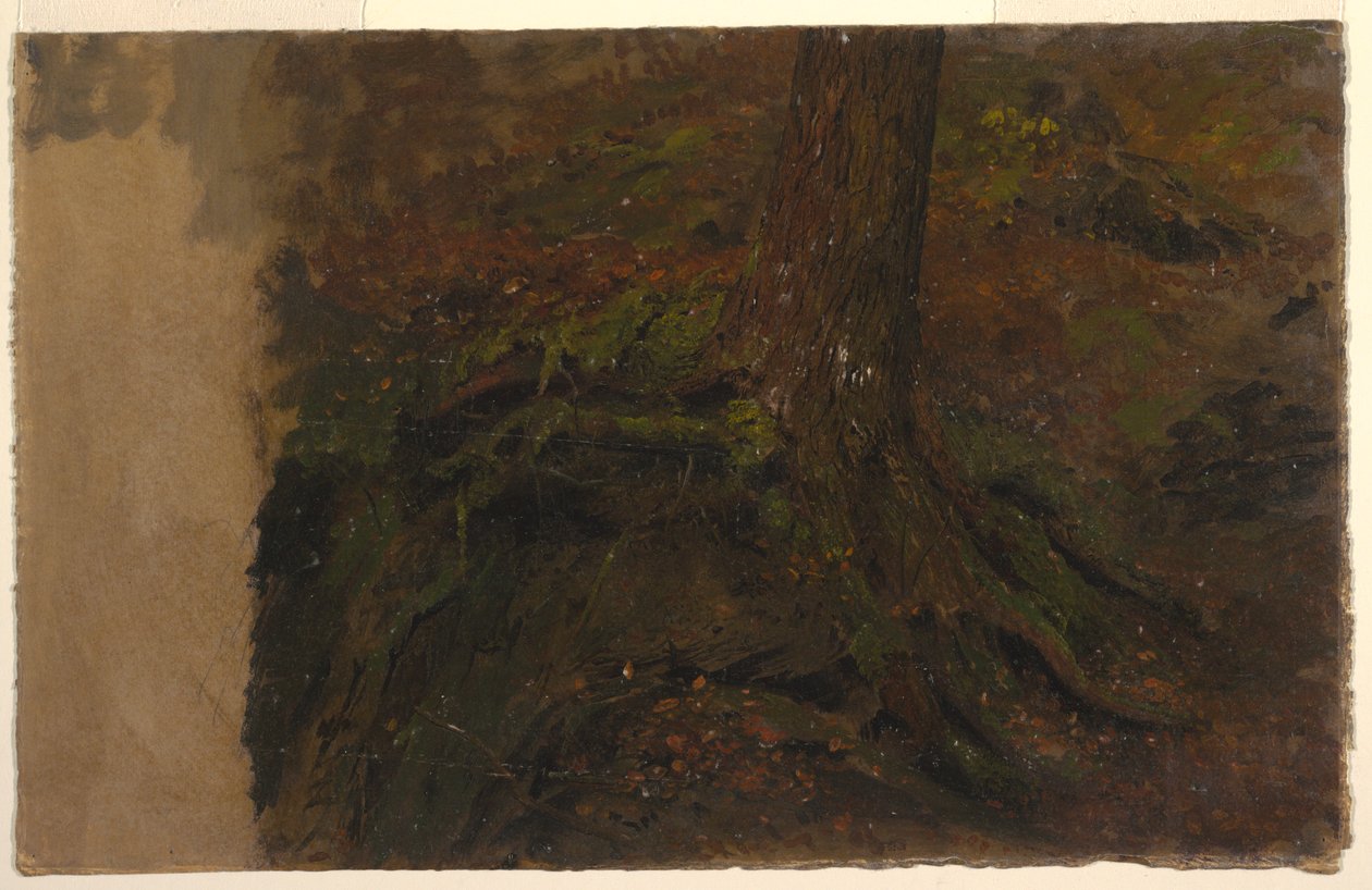 Rajz, Tanulmány egy fatörzsről, 1850-60 alkotó: Frederic Edwin Church
