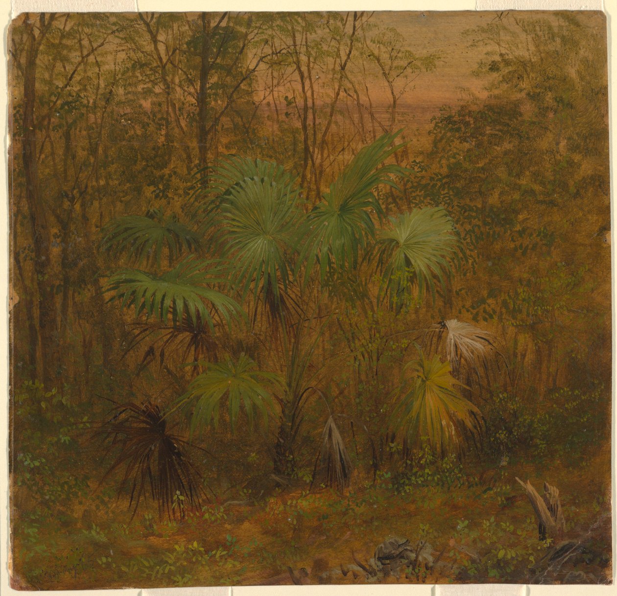 Rajz, Thatch Palm, Jamaica, 1865. május alkotó: Frederic Edwin Church