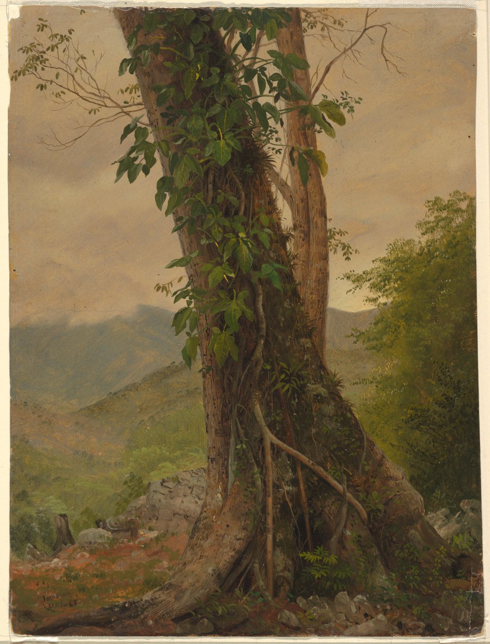 Rajz, fa indákkal, Jamaica, Nyugat-India, 1865 május alkotó: Frederic Edwin Church