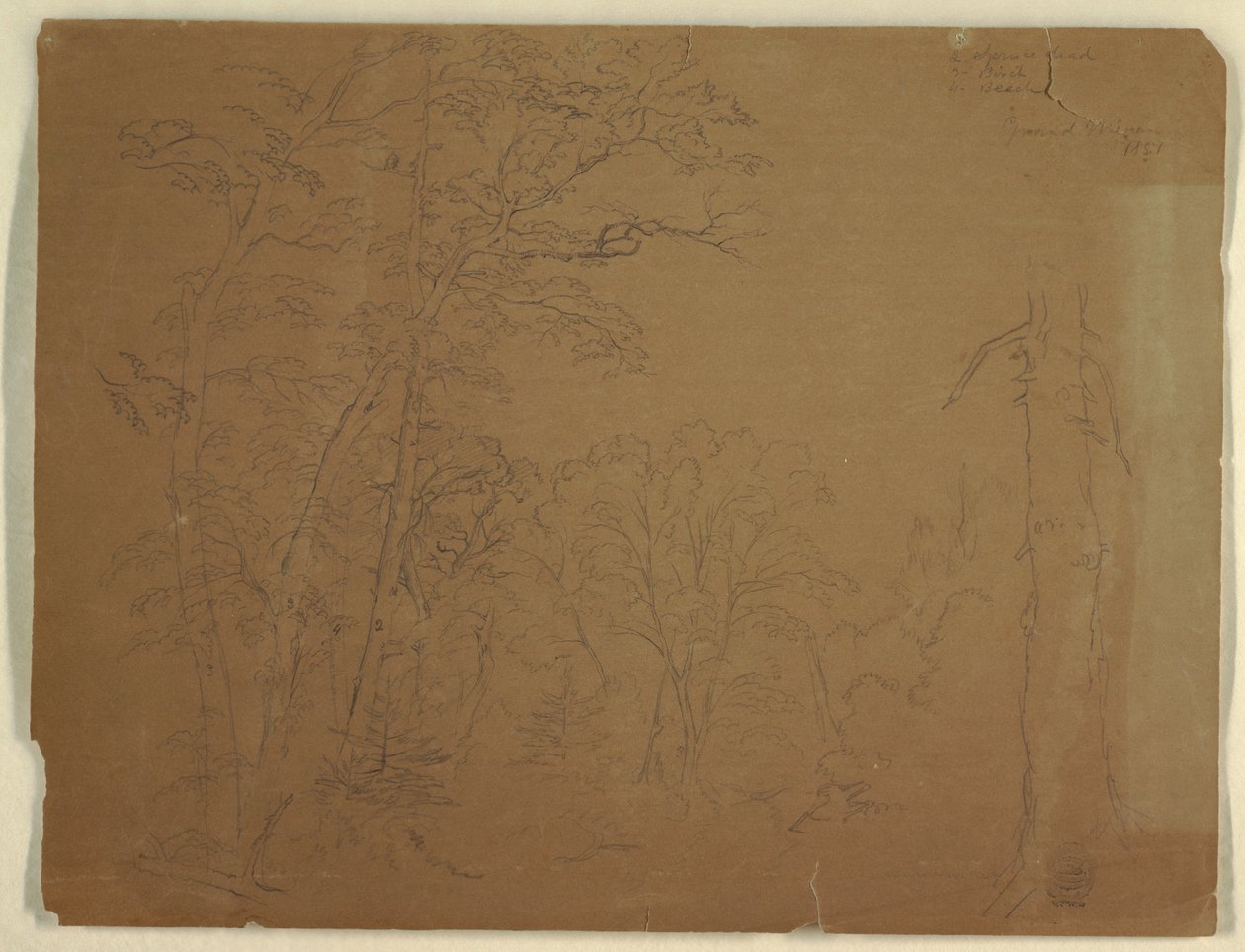 Rajz, Fák, Grand Manan-sziget, Kanada, 1851 alkotó: Frederic Edwin Church