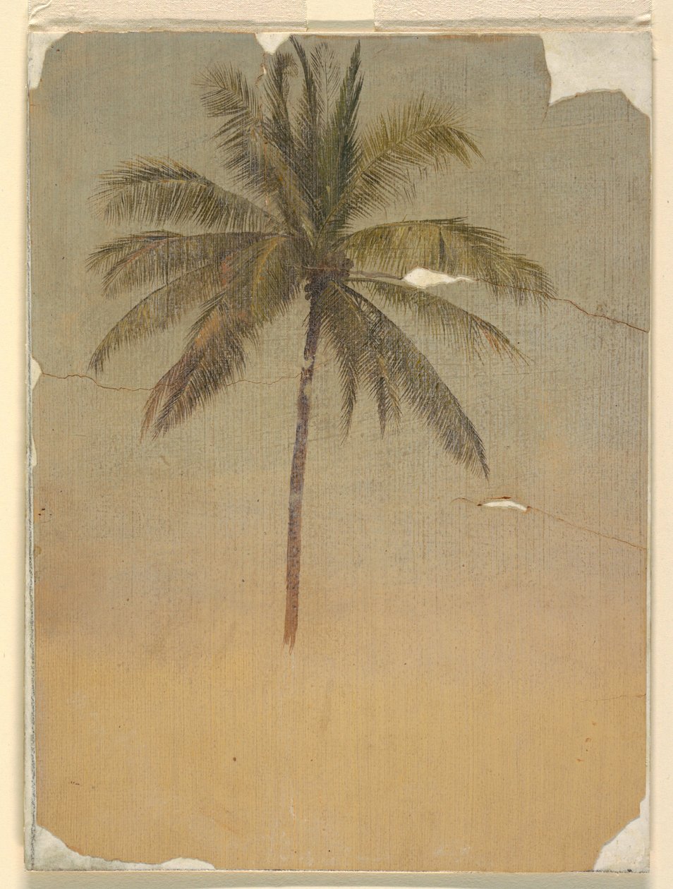 Rajz, Pálmafa törzse és teteje, 1865 alkotó: Frederic Edwin Church