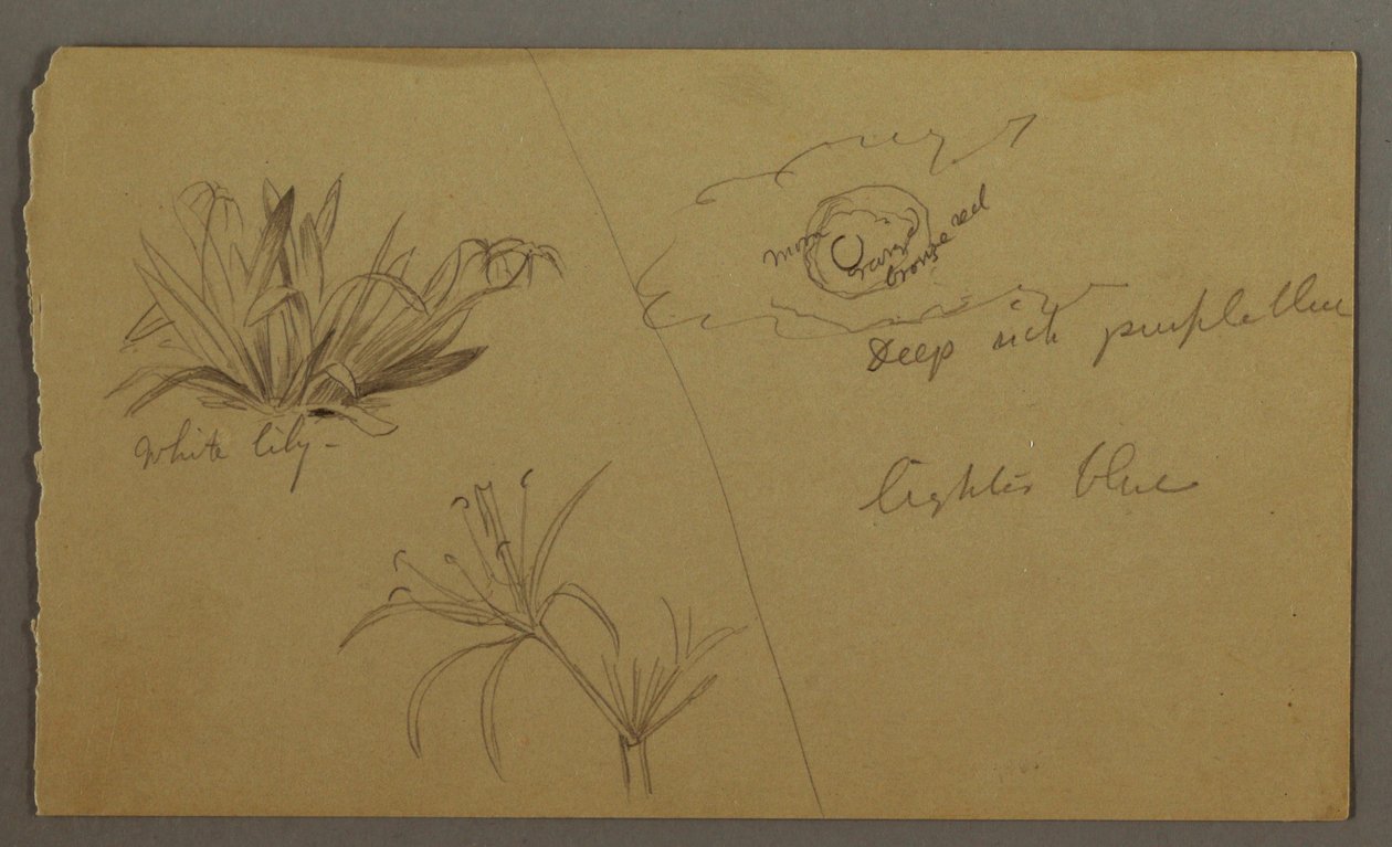 Rajz, Fehér liliom, hold, valószínűleg 1865-66 alkotó: Frederic Edwin Church