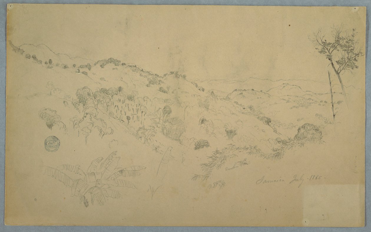 Rajz, erdős völgy nagy páfrányfenyővel és távoli hegyvonulatokkal, Jamaica, 1865. július alkotó: Frederic Edwin Church